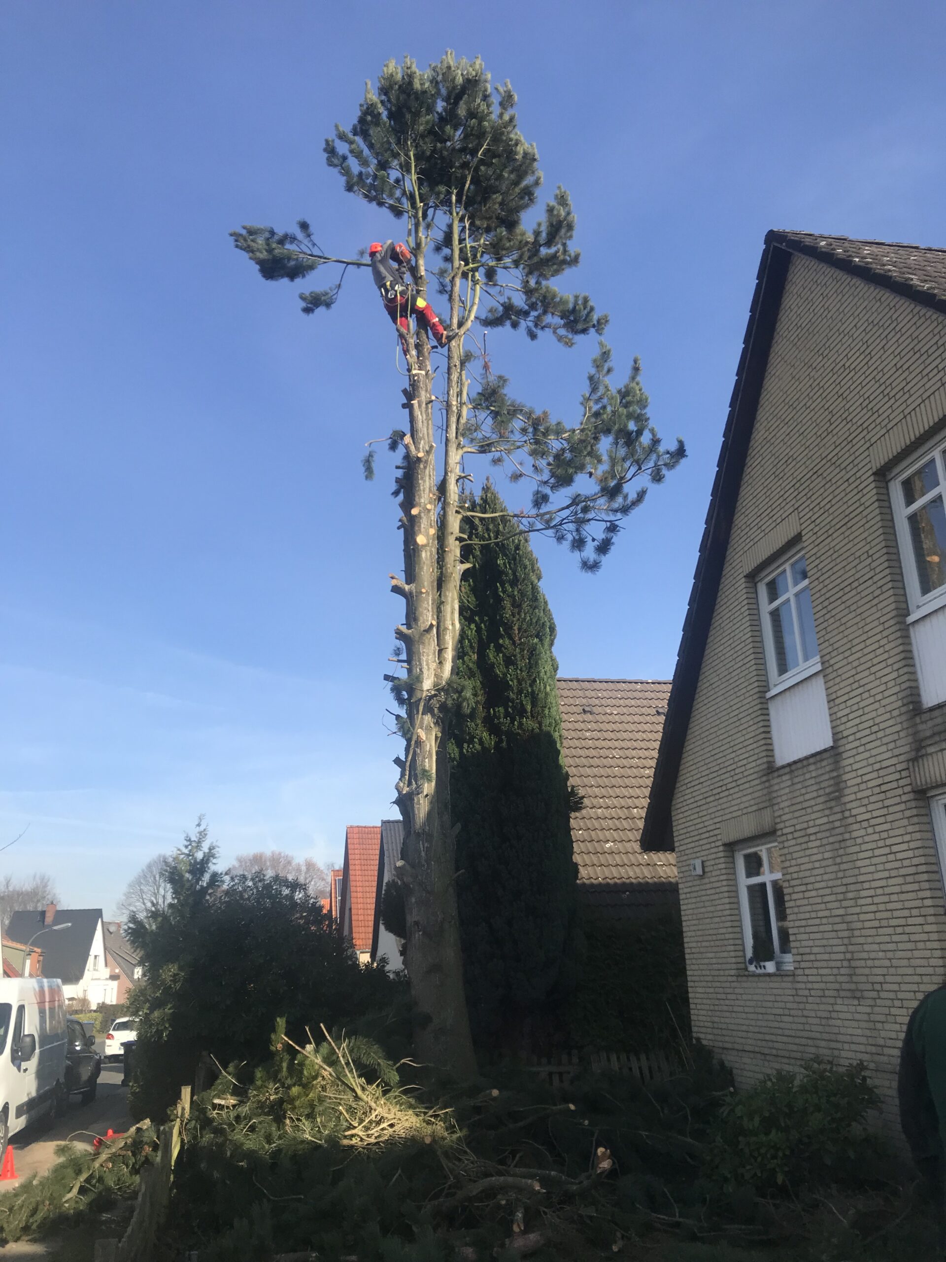 Eine Baumpflege von HGB mit einem Mitarbeiter oben in der Baumkrone