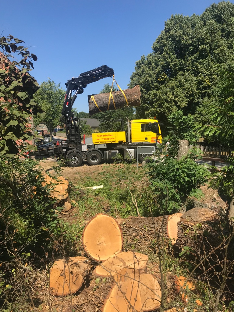 Transport eines Baumstammes eines gefällten Baumes