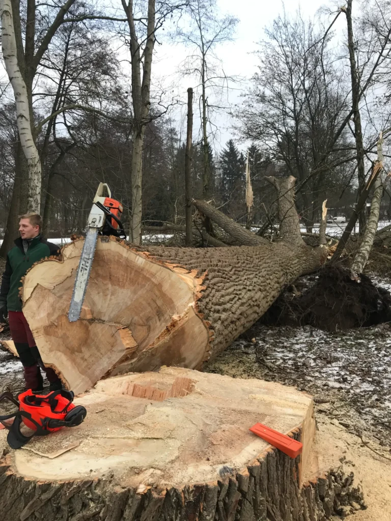 Ein gefällter Baum mit Kettensäge und Arbeiter im winterlichen Herrenpark, bereit zur weiteren Bearbeitung durch HGB Holz und Gartenbau GbR.