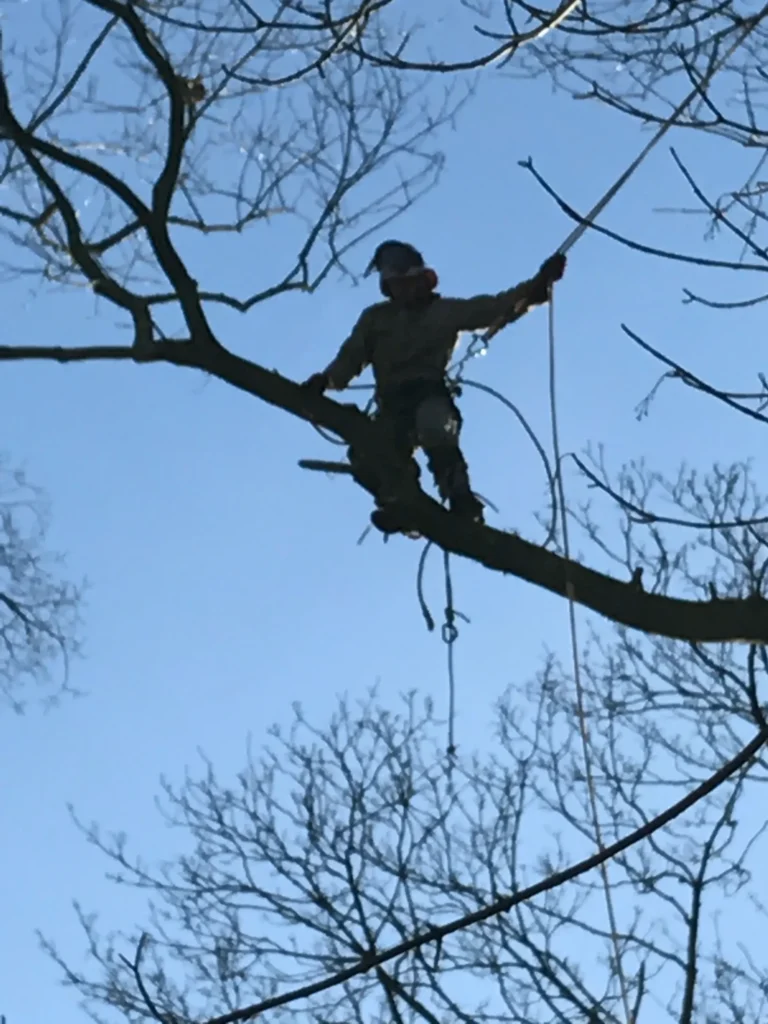Ein Baumpfleger führt einen Kronenpflegeschnitt durch, gesichert mit Seilen in einem Baum, dessen Äste sich vor blauem Himmel abzeichnen.