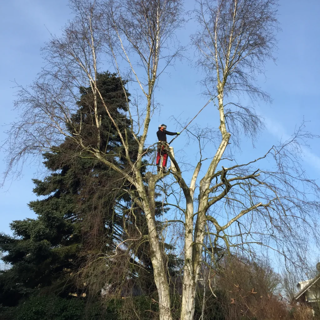 Ein Baumpfleger in Schutzkleidung arbeitet hoch oben in einem kahlen Baum, um Äste zu schneiden oder zu sichern, vor blauem Himmel.