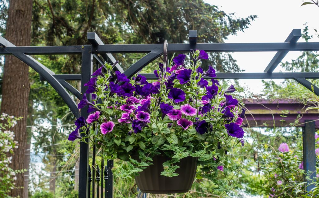 Rosenbogen Metall mit Blume und Topf.