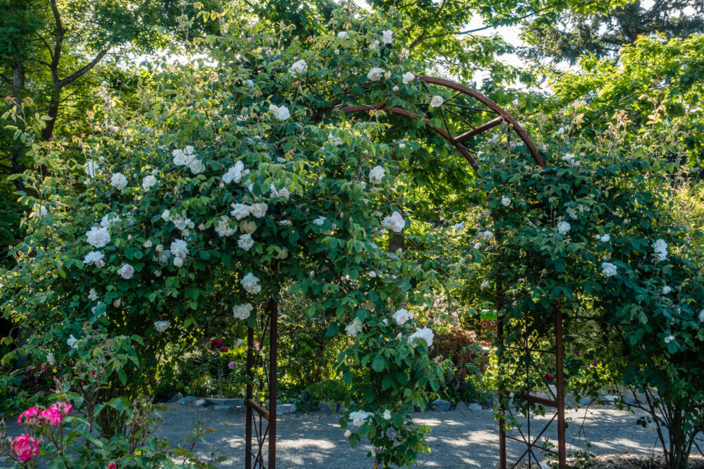 Rosenbogen Metall mit weißen Rosen in einem Garten.
