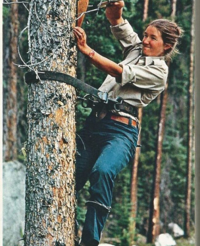 Mitarbeiterin von HGB bei der Arbeit an einem Baum